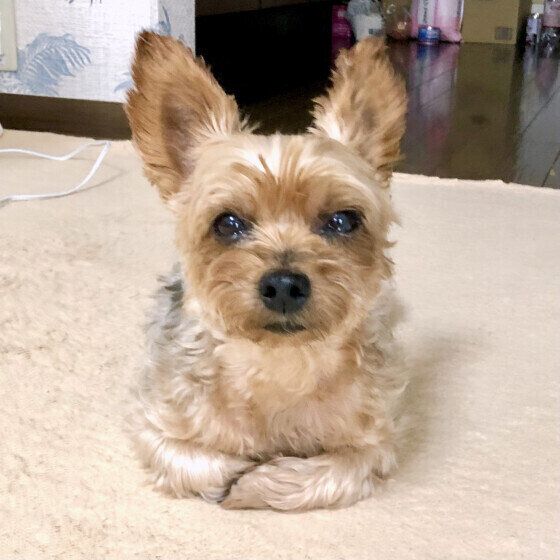 ヨークシャー・テリア