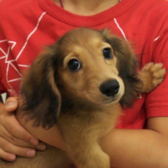 抱っこされているミニチュア・ダックスフンド