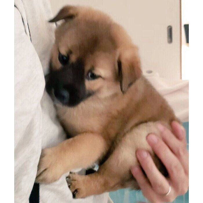 お迎え初日、パパさんに抱っこされるらんちゃん。