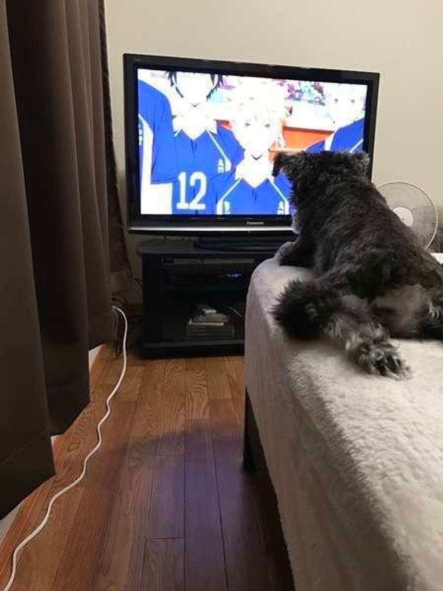 真剣に見ていることも 犬の目にテレビはどう映っているの いぬのきもちweb Magazine 真剣に見ていることも 犬の目にテレビはどう映っているの いぬのきもちweb Magazine