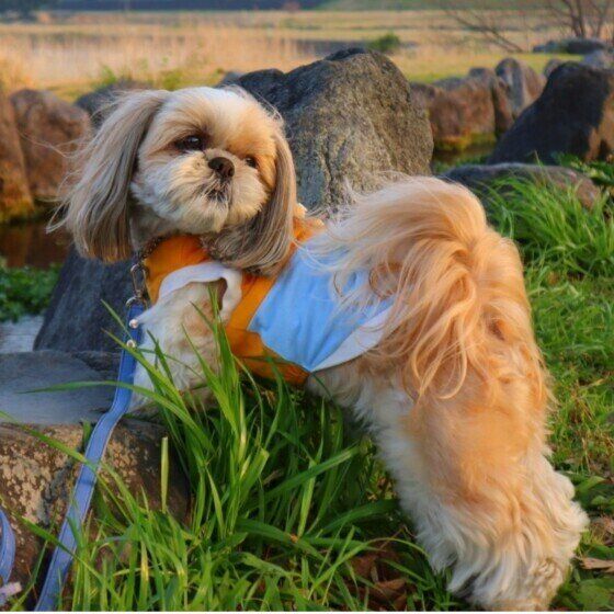 公園を散歩するポチャッコくん