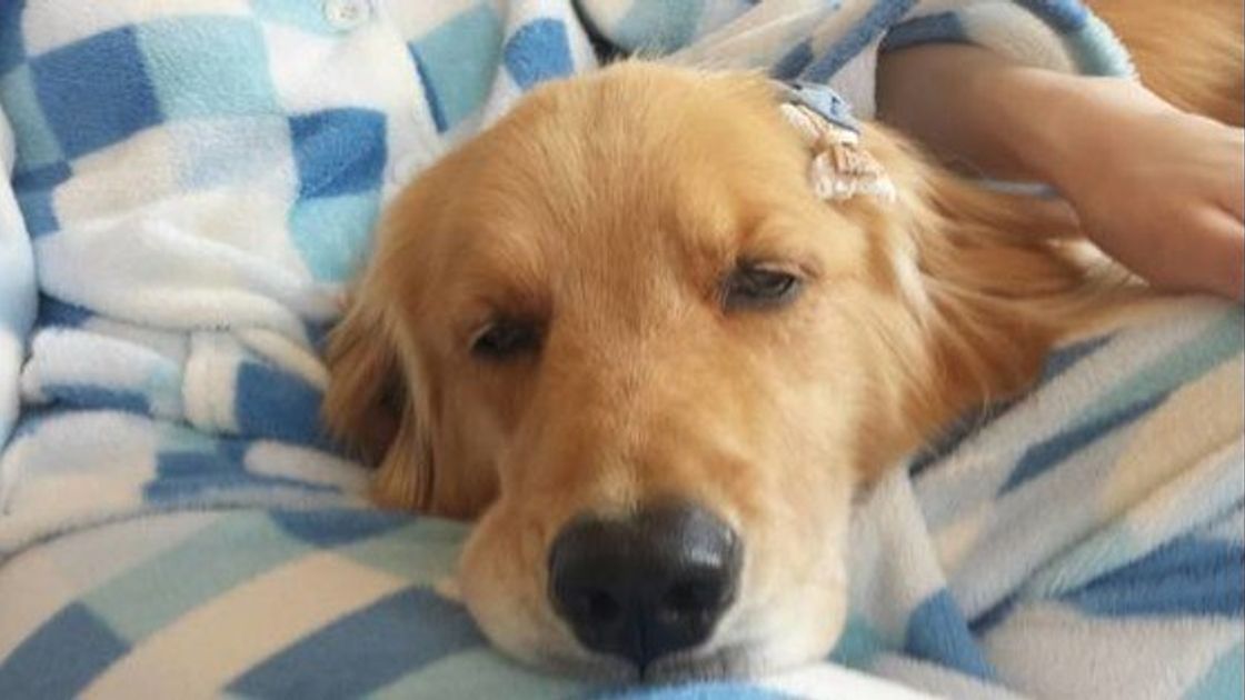 犬の世界も いじめ はあるの 多頭飼いで起こりうる原因や心身への影響 いぬのきもちweb Magazine 犬の世界も いじめ はあるの 多頭飼いで起こりうる原因や心身への影響 いぬのきもちweb Magazine