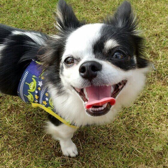 とびきりスマイルの犬