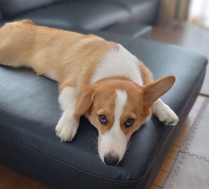 上目遣いでじーっと見るもなかちゃん