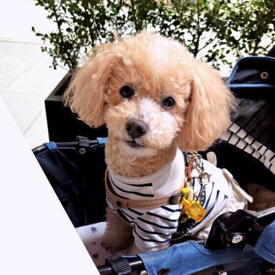 可愛いトイ・プードル いぬのきもち