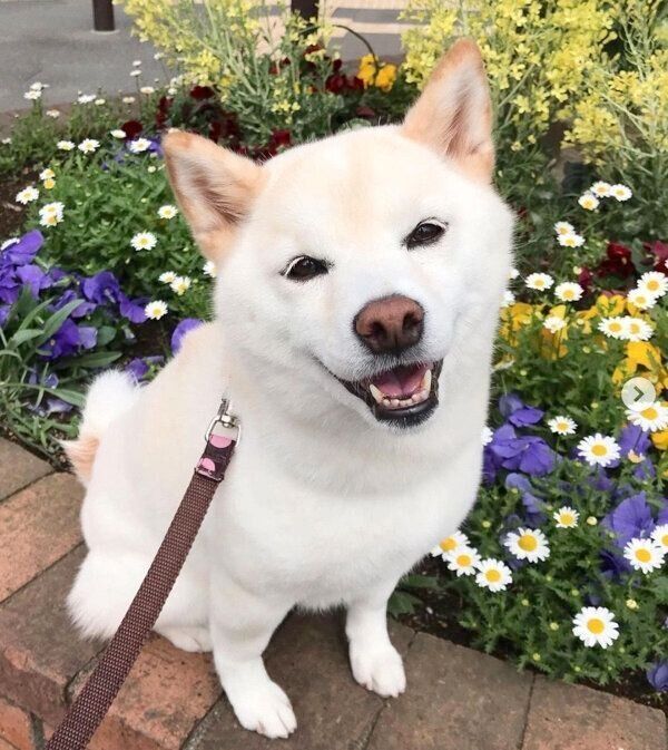 笑顔が可愛いココちゃん