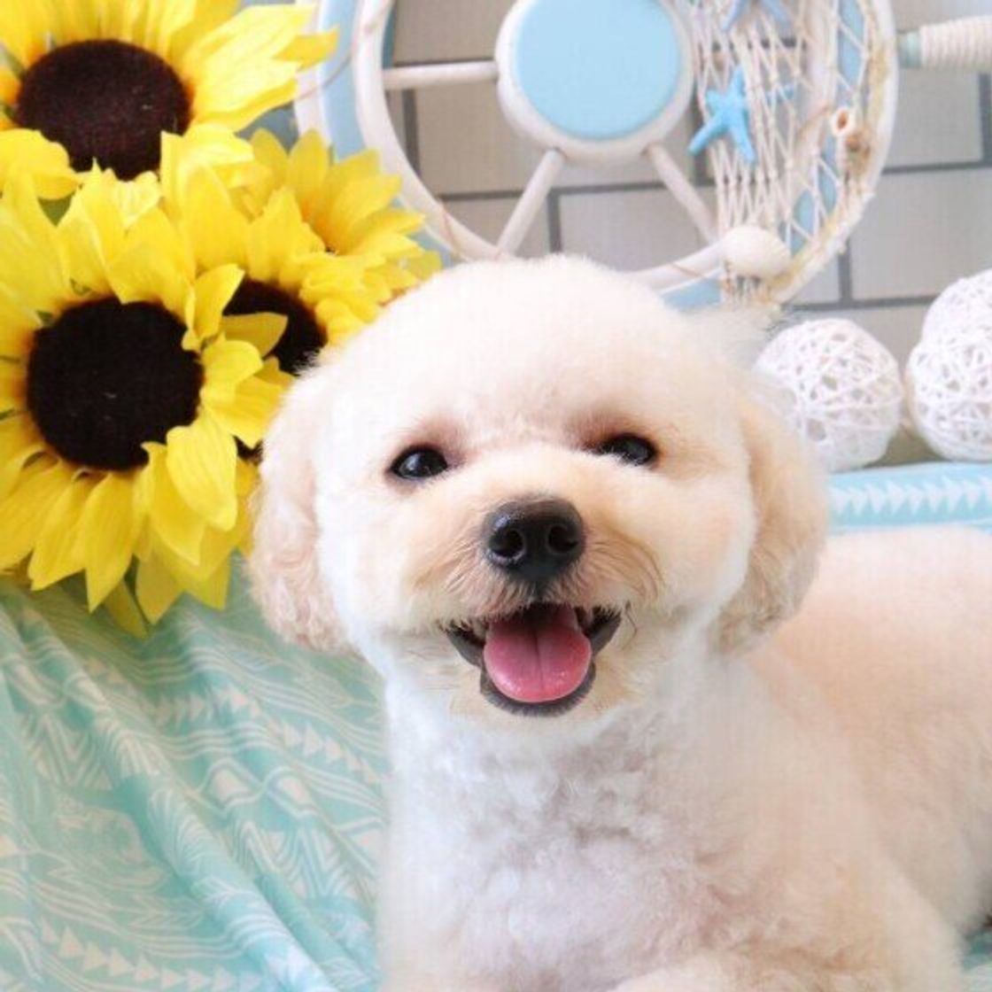 犬の 注意すべき呼吸の仕方 とは 呼吸数や状態を確認して愛犬を守ろう いぬのきもちweb Magazine 犬の 注意すべき呼吸の仕方 とは 呼吸数や状態を確認して愛犬を守ろう いぬのきもちweb Magazine