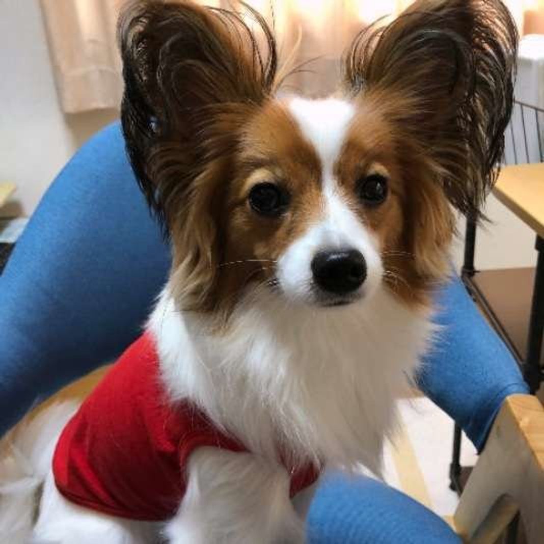 パピヨンの特徴と性格 飼い方 価格相場など 犬図鑑 いぬのきもちweb Magazine パピヨンの特徴と性格 飼い方 価格相場など 犬図鑑 いぬのきもちweb Magazine