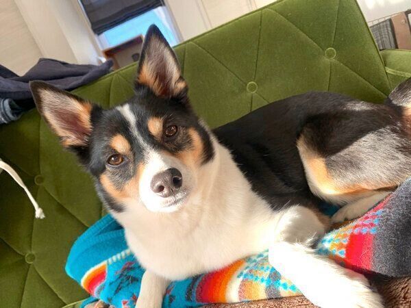 見つめる乙女ちゃん