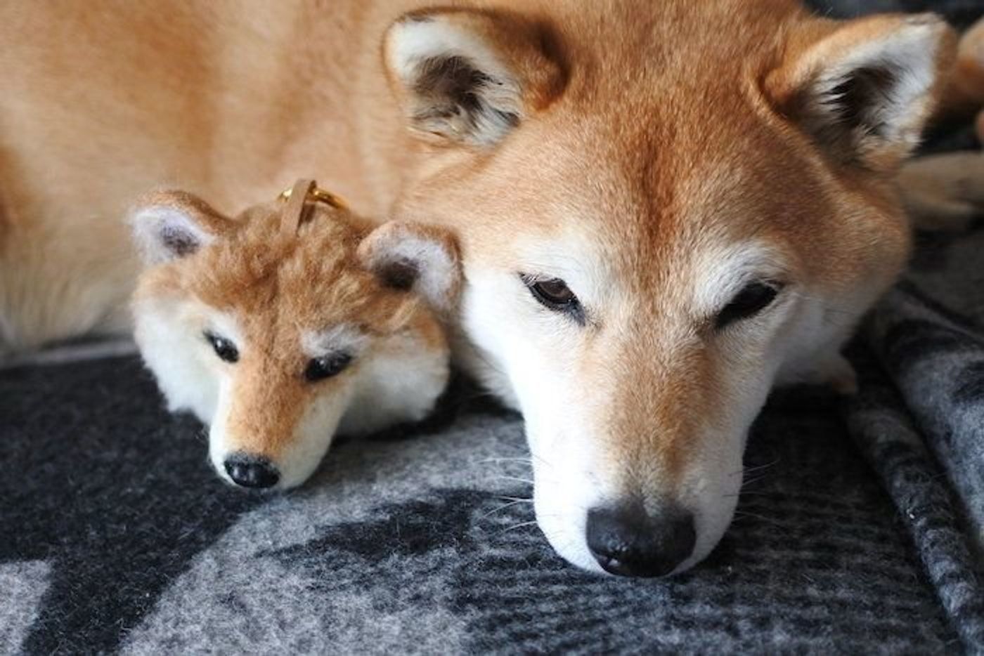 5ヶ月待ち 人気の作家さんに柴犬マロたんにそっくりな ぽんぽん を作ってもらいました いぬのきもちweb Magazine 5ヶ月待ち 人気の作家さんに柴犬マロたんにそっくりな ぽんぽん を作ってもらいました いぬのきもちweb Magazine