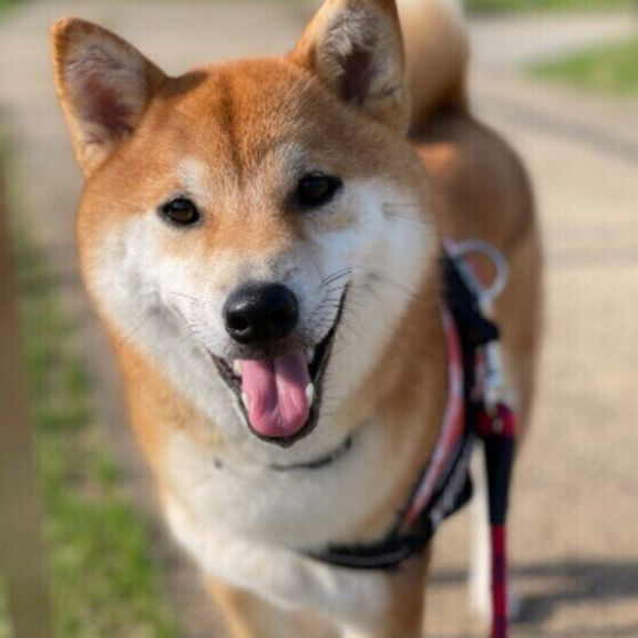 柴のゆずちゃん