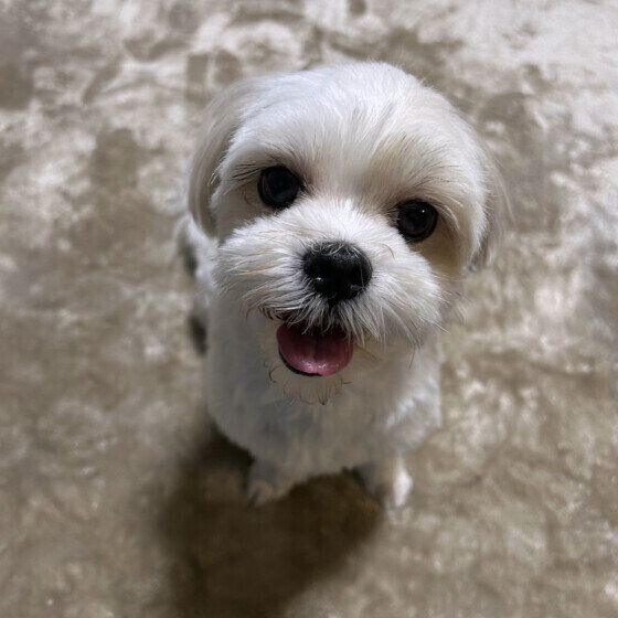 犬が「クンクン」鳴くのはなぜ？ 犬が鼻を慣らす理由と対処法 いぬのきもち