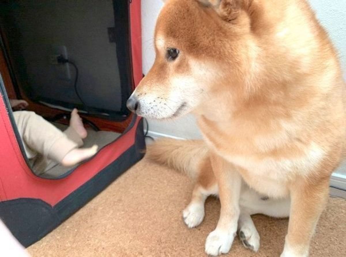 現行犯 最近の空き巣は大胆 萌 ワンコの家に入る正体が可愛すぎて反響 いぬのきもちweb Magazine 現行犯 最近の空き巣は大胆 萌 ワンコの家に入る正体が可愛すぎて反響 いぬのきもちweb Magazine