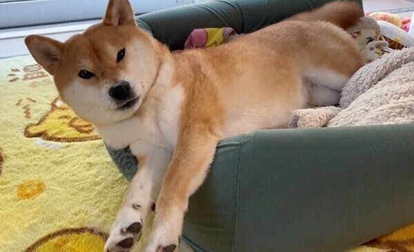 あくびをして二度寝するゆきちゃん