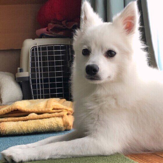 凛とした表情の日本スピッツ