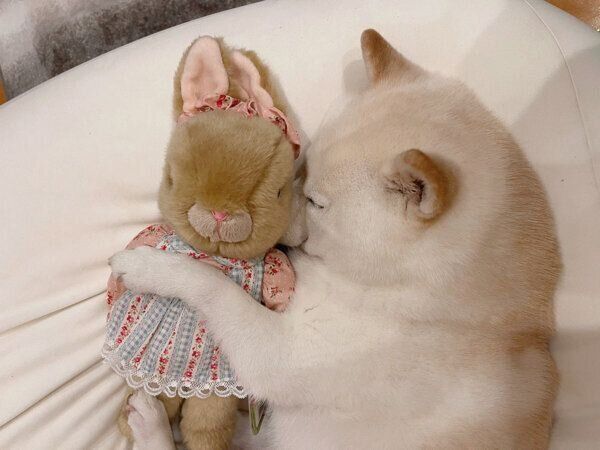 ウサギのぬいぐるみを抱えるゆきちゃん