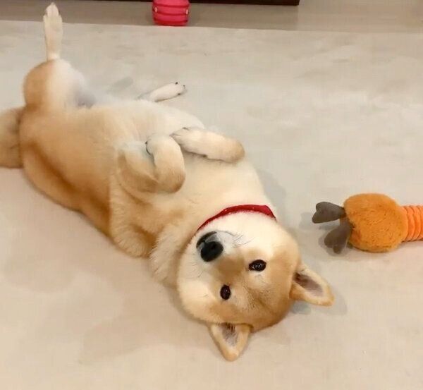 ヘソ天する味噌ちゃん