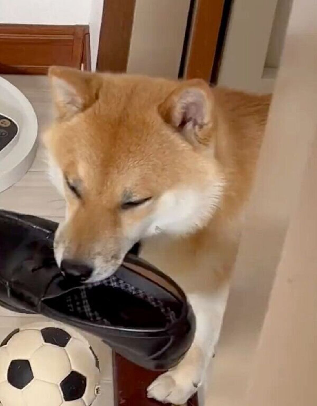 イタズラ検問 に引っかかった柴犬 しまった と気まずそうな表情が最高に可愛い いぬのきもちweb Magazine イタズラ検問 に引っかかった柴犬 しまった と気まずそうな表情が最高に可愛い いぬのきもちweb Magazine