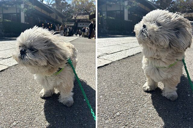 シーズー犬マンガてんぽshihtzu
