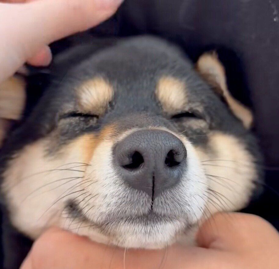 まったりするべるちゃん