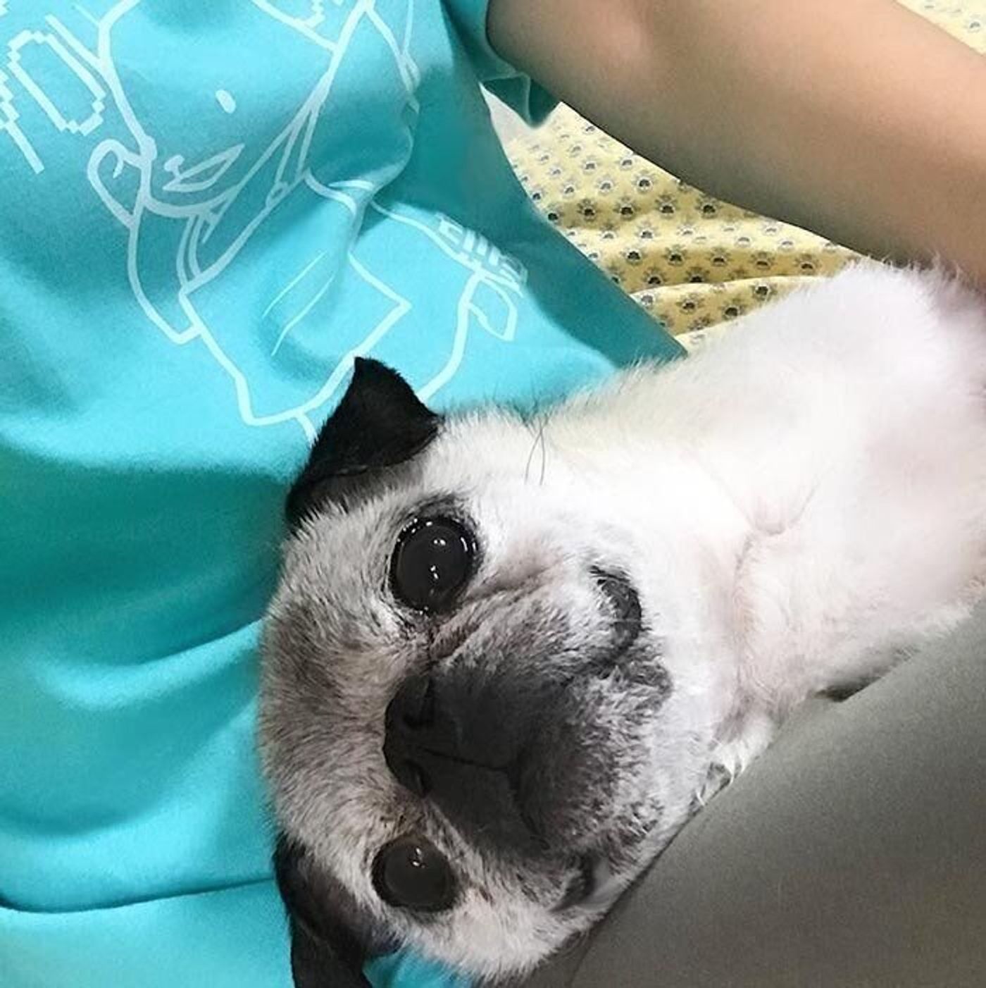 爪切りを受け入れるようになっためーがしょんぼりした背中 腹いせは健在 連載 パグ犬 めー Vol 1 いぬのきもちweb Magazine 爪切りを受け入れるようになっためーがしょんぼりした背中 腹いせは健在 連載 パグ犬 めー Vol 1 いぬのきもちweb Magazine