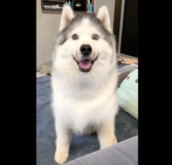 飼い主さんを見つめるフィスくん
