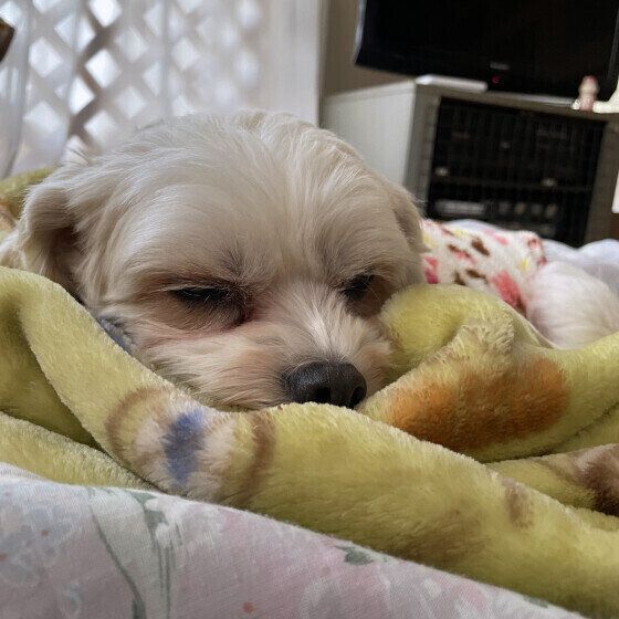 飼い主さんの布団で眠る小型Mix犬