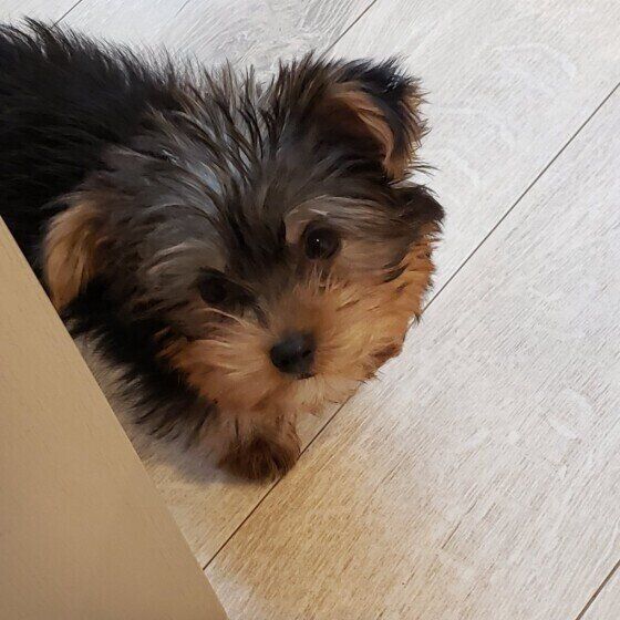 ヨークシャー・テリア　うろうろ