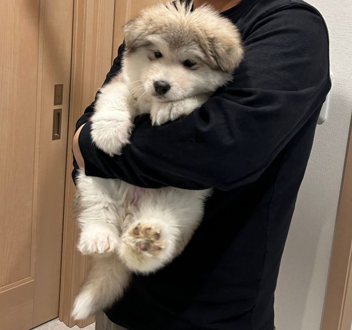 飼い主さんに抱っこされるフブキくん