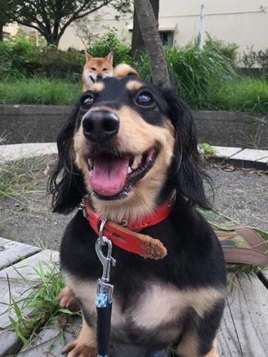 ダックスフンド