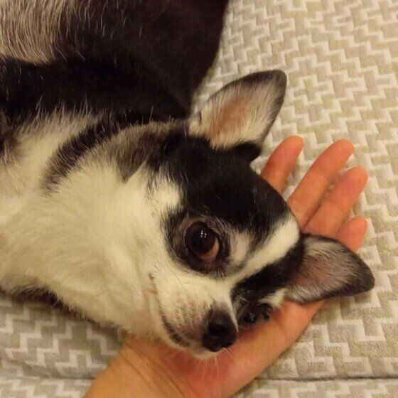 手にスリスリするチワワのつばめちゃん