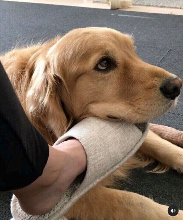 飼い主さんの足にアゴ乗せをする佐助くん