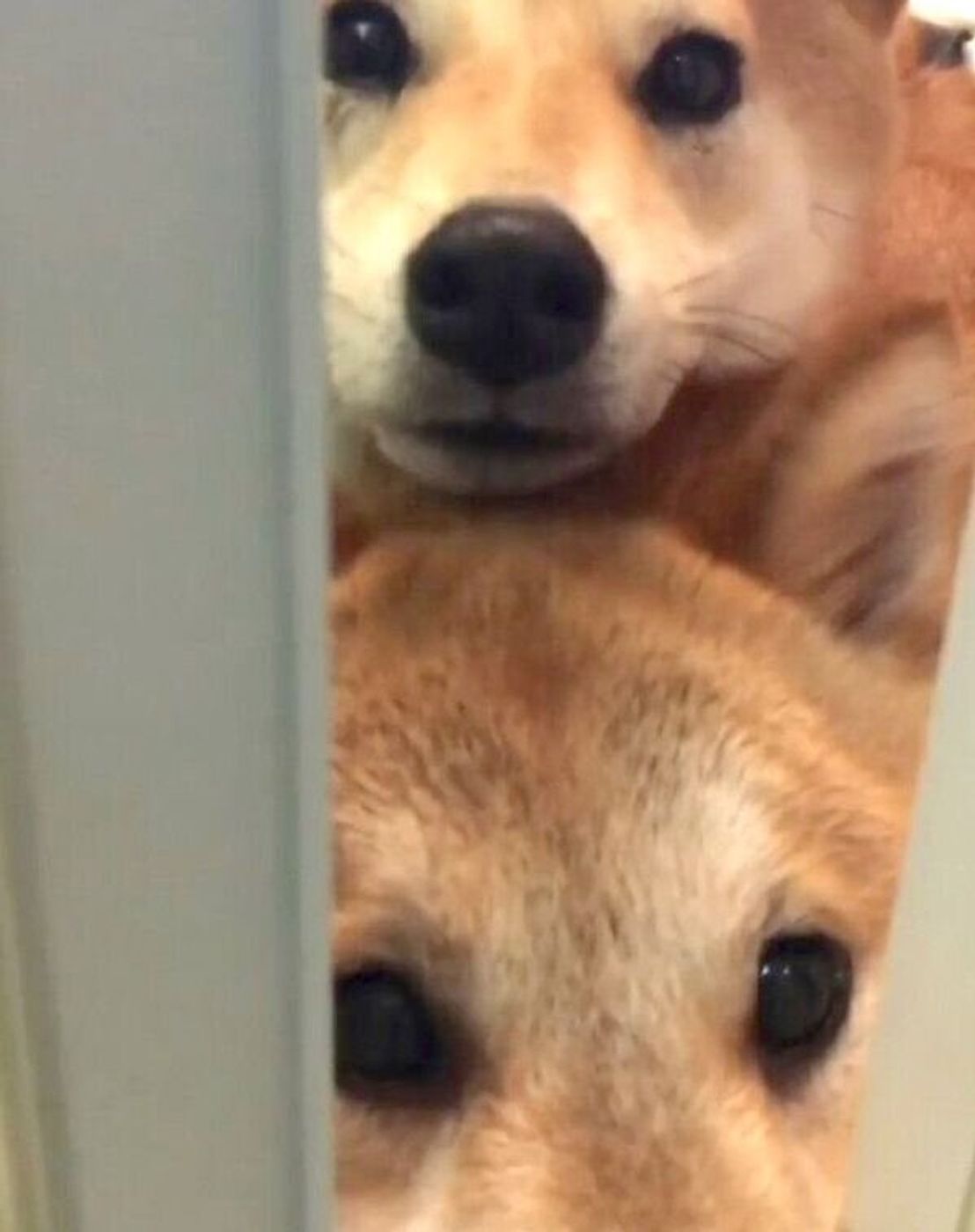 初シャンプーを怖がる柴の子犬の声を聞き 駆けつける兄犬たちが最高だった あれから2年 柴兄弟は いぬのきもちweb Magazine 初シャンプーを怖がる柴の子犬の声を聞き 駆けつける兄犬たちが最高だった あれから2年 柴兄弟は いぬのきもちweb Magazine