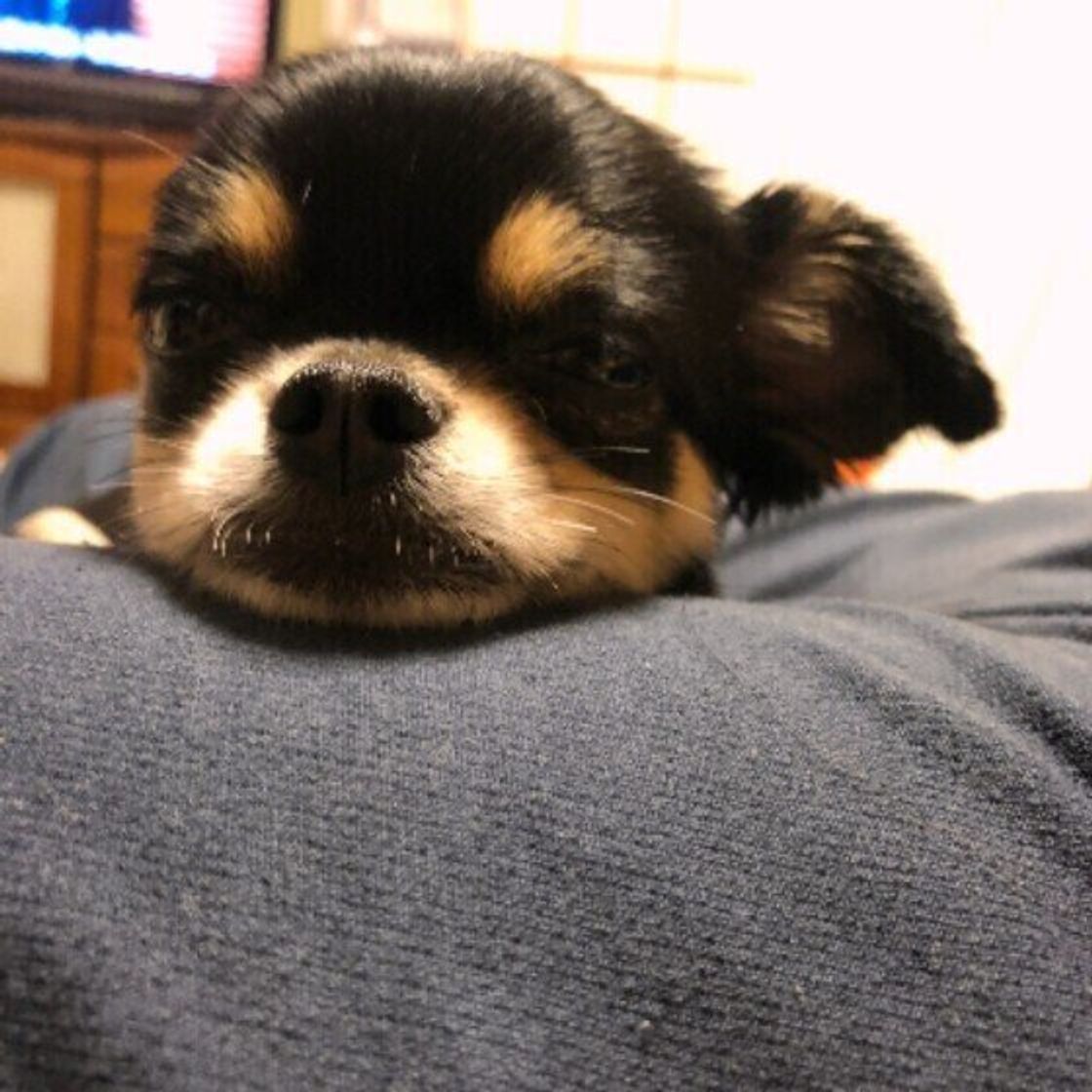 犬 顎 乗せ て 寝る