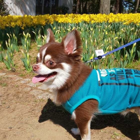 チワワのむぎくん