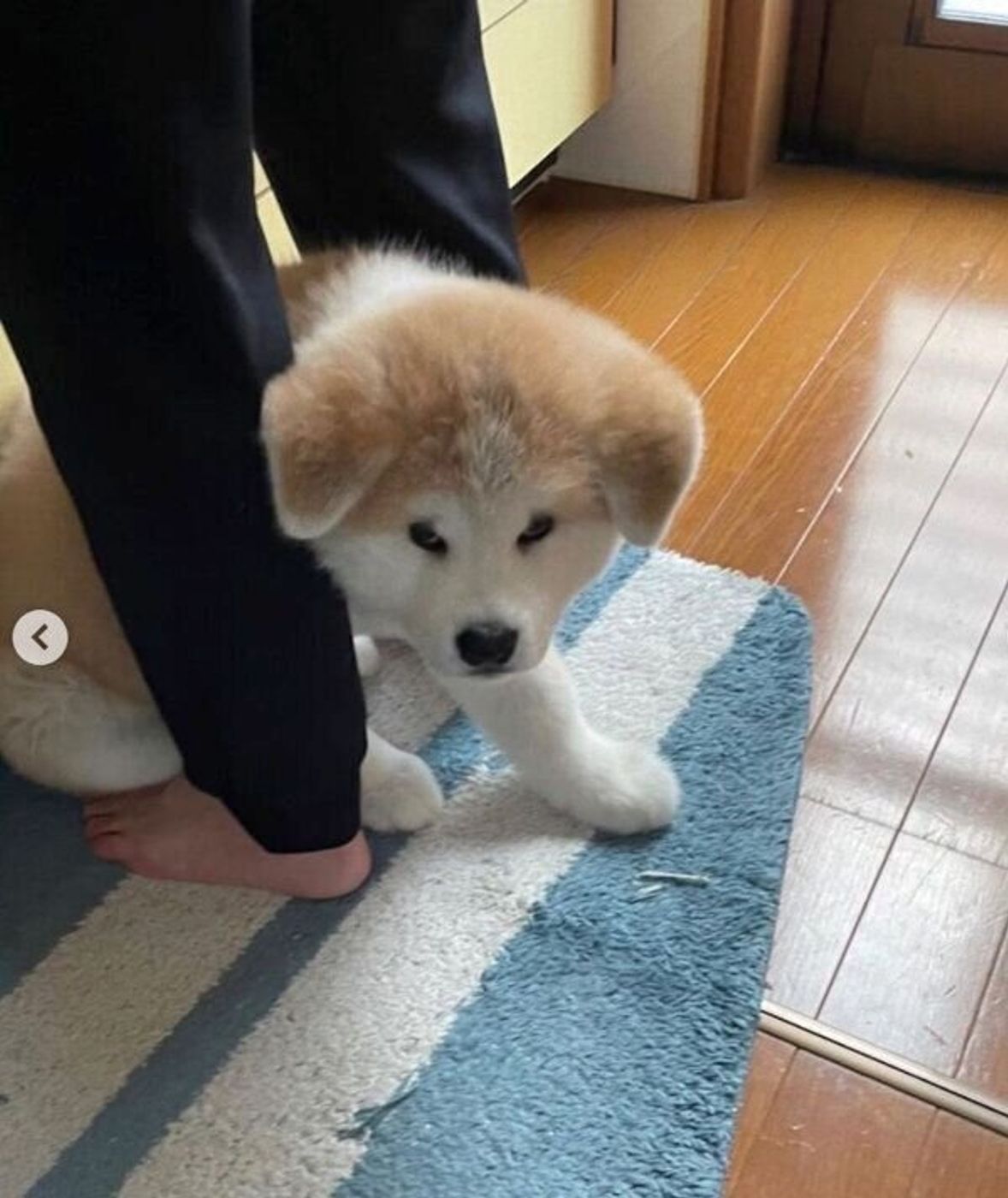 飼い主さんの足の間に入る秋田犬の子犬 約5カ月後には 驚きの成長ぶり を見せていた いぬのきもちweb Magazine 飼い主さんの足の間に入る秋田犬の子犬 約5カ月後には 驚きの成長ぶり を見せていた いぬのきもちweb Magazine