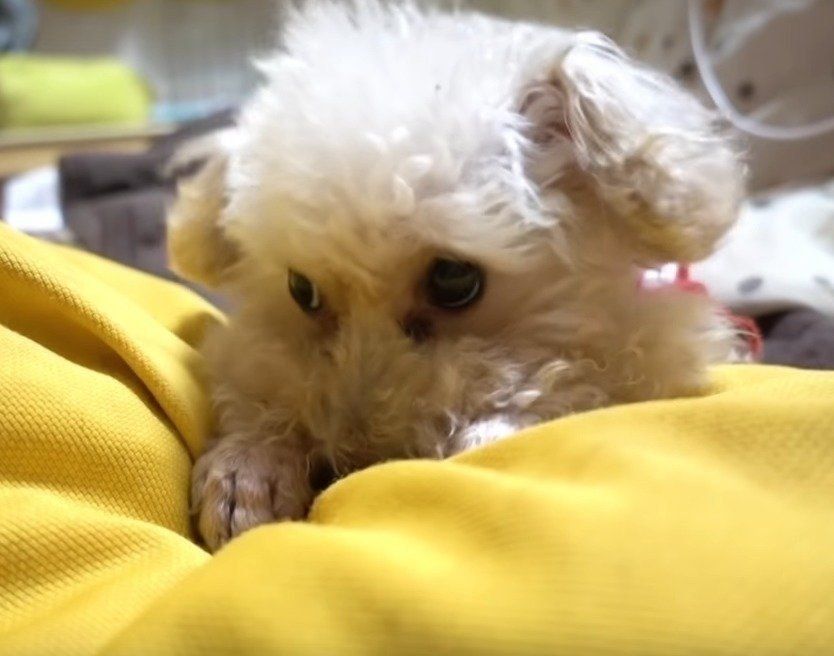 クッションと犬