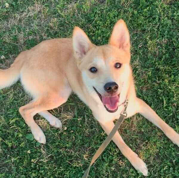 先代犬・ろくちゃん