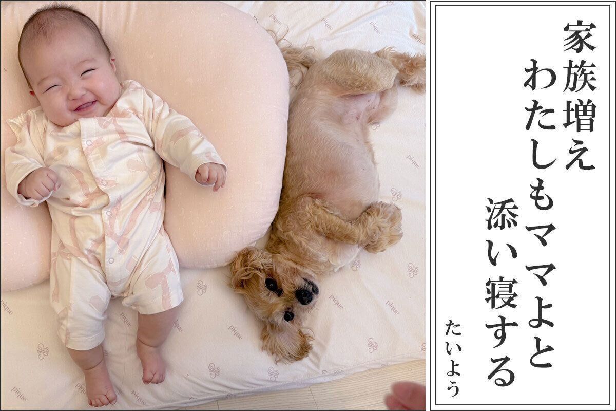 杉浦太陽さんの犬猫あるある川柳