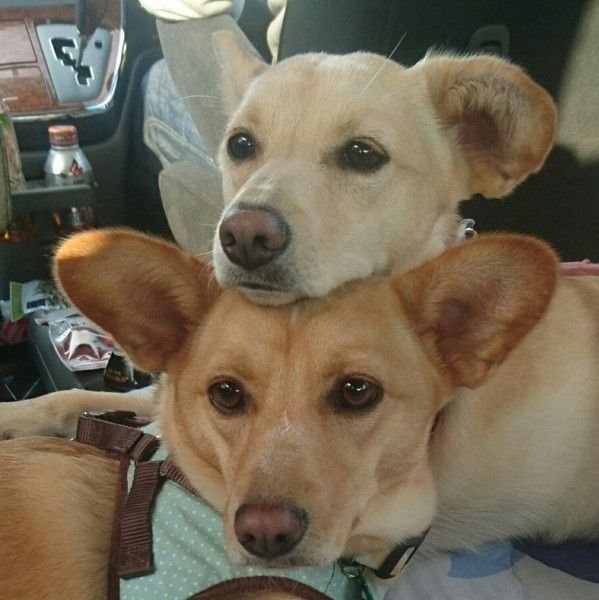 寄り添う2匹の中型犬