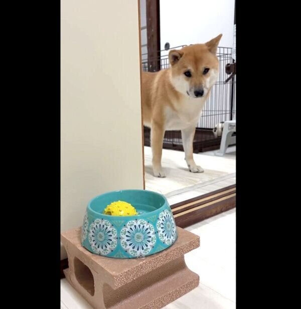 遊んでいたボールが水飲み皿の中に あからさまに しょんぼり してフリーズする犬が切ない いぬのきもちweb Magazine 遊んでいたボールが水飲み皿の中に あからさまに しょんぼり してフリーズする犬が切ない いぬのきもちweb Magazine