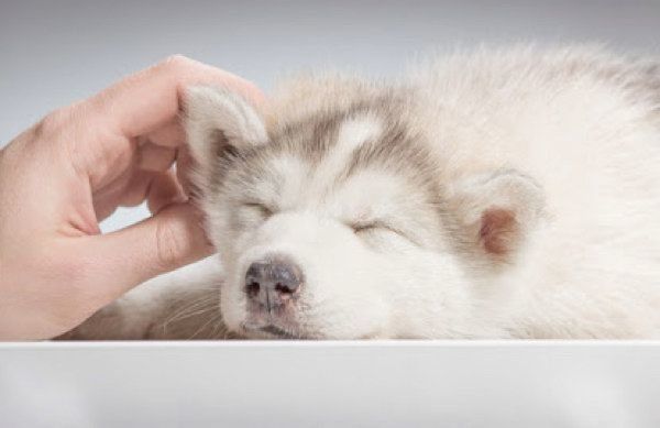 ぐっすり眠る犬