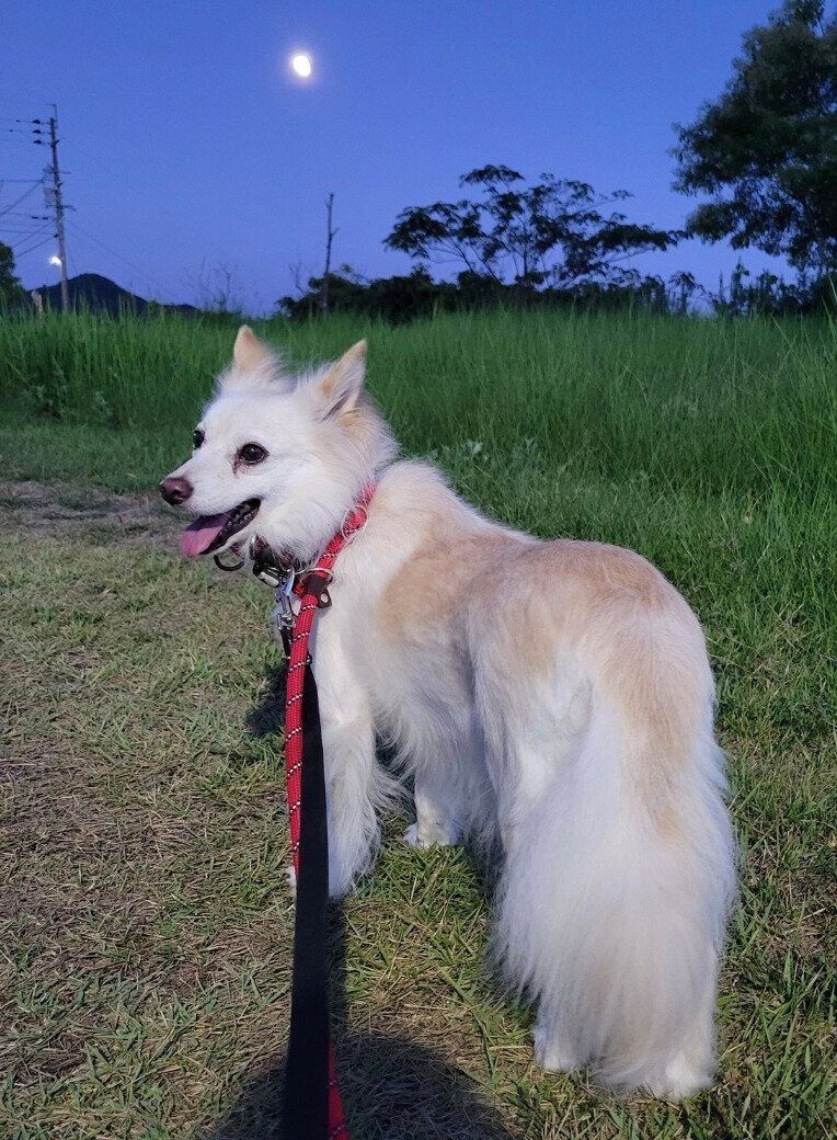 散歩するシャムちゃん