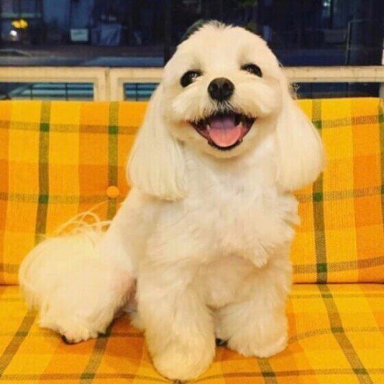 笑顔のマルチーズ