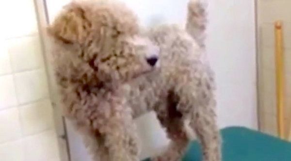 元保護犬・こっぺぱんちゃん