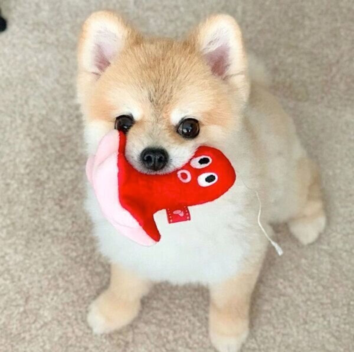 新しいおもちゃ タコさん を見つけてテンション爆上がり キラキラおめめの犬 気になるタコさんのその後は いぬのきもちweb Magazine 新しいおもちゃ タコさん を見つけてテンション爆上がり キラキラおめめの犬 気になるタコさんのその後は いぬのきもちweb Magazine