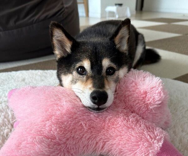 見つめるあずきちゃん