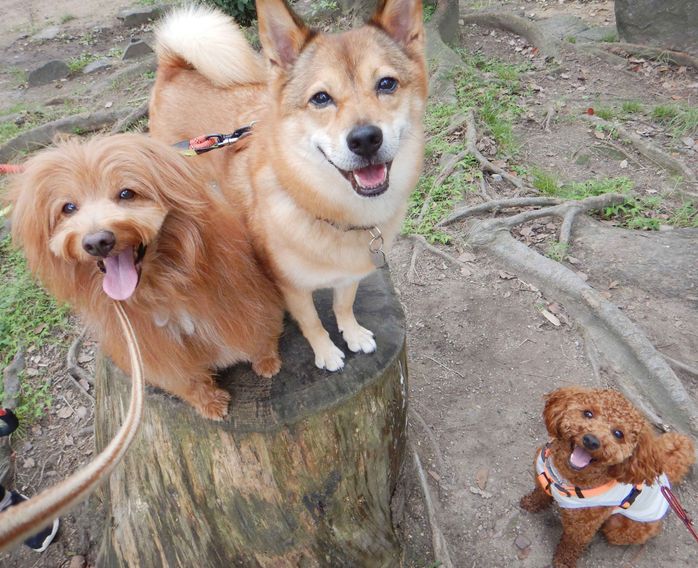 連載「こぐま犬てんすけ」