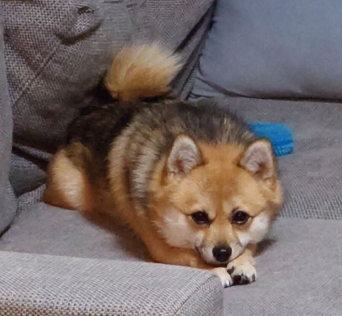 ソファから見つめるおこげちゃん
