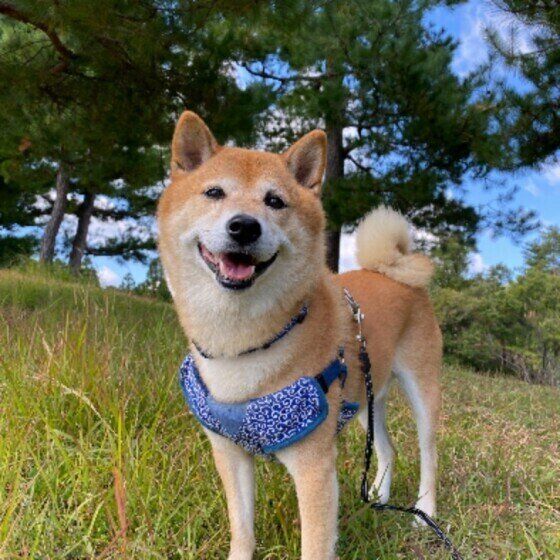 柴のヤマトくん